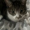 izzylikescats